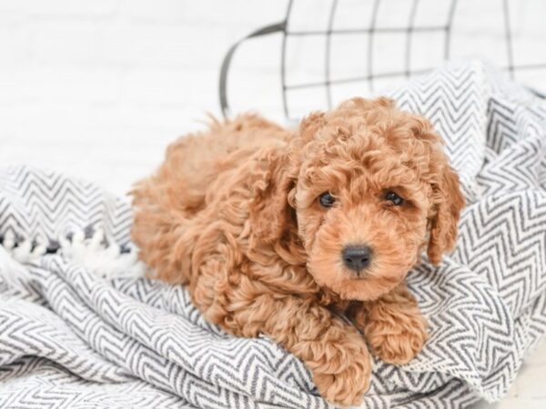 Miniature Poodle-DOG-Female-RED-35067-Petland Novi, Michigan