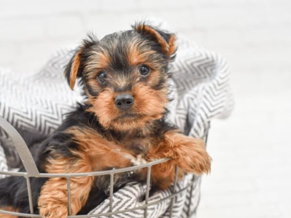 Yorkshire Terrier-DOG-Male-BLK TAN-35069-Petland Novi, Michigan