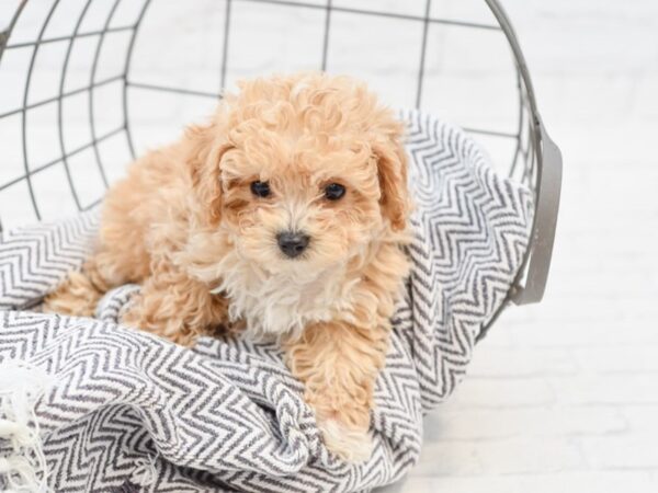 Bichonpoo-DOG-Female-TAN-35070-Petland Novi, Michigan