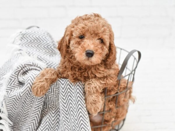 F2 MINI GOLDENDOODLE DOG Female Red 35071 Petland Novi, Michigan