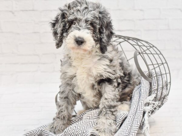 F2 St AussieDoodle-DOG-Female-Party Merle-35072-Petland Novi, Michigan