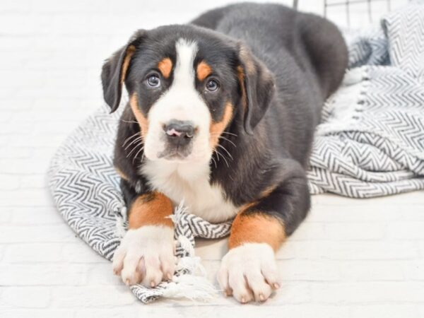 Greater Swiss MT Dog DOG Male Tri 35073 Petland Novi, Michigan