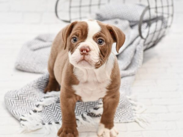 English Bulldog DOG Female Chocolate Faw 35074 Petland Novi, Michigan