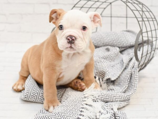 English Bulldog DOG Male Blue Fawn 35075 Petland Novi, Michigan