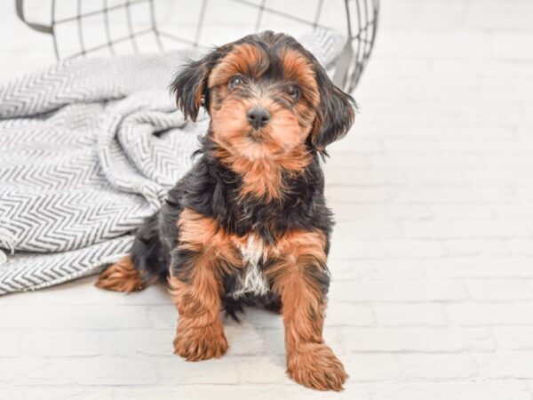 Yorkiepoo-DOG-Male-BLK TAN-35068-Petland Novi, Michigan