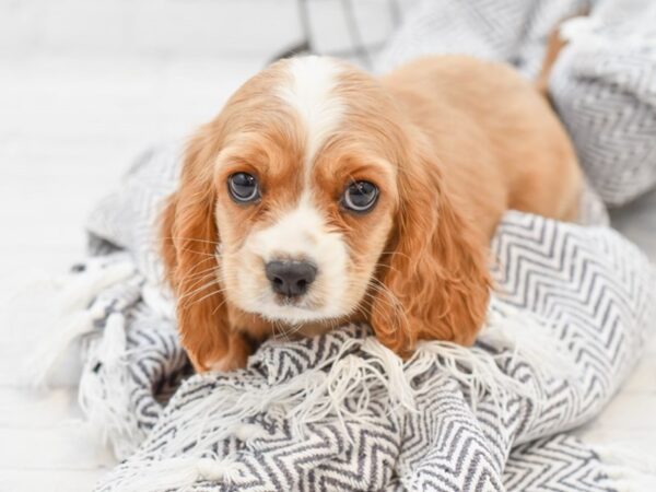 Cockalier DOG Male Buff 35076 Petland Novi, Michigan