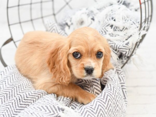 Cockalier DOG Female Blenheim / White 35077 Petland Novi, Michigan