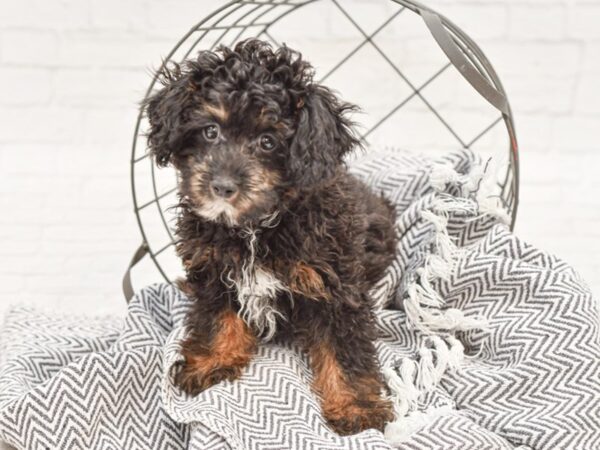 Aussiepoo DOG Male Black / Tan 35078 Petland Novi, Michigan