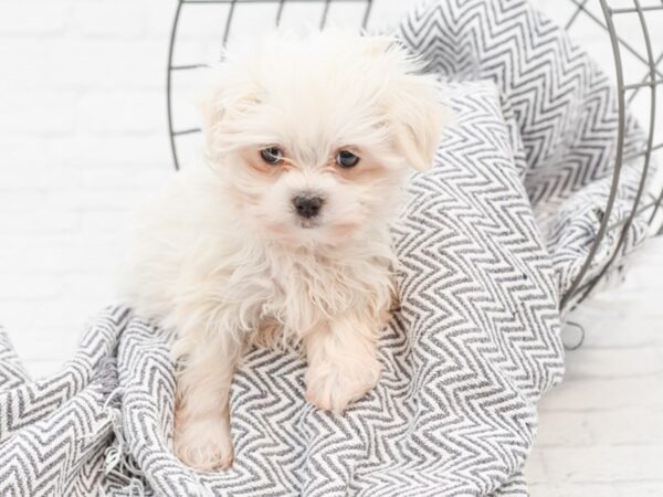 Maltese DOG Male White 35079 Petland Novi, Michigan