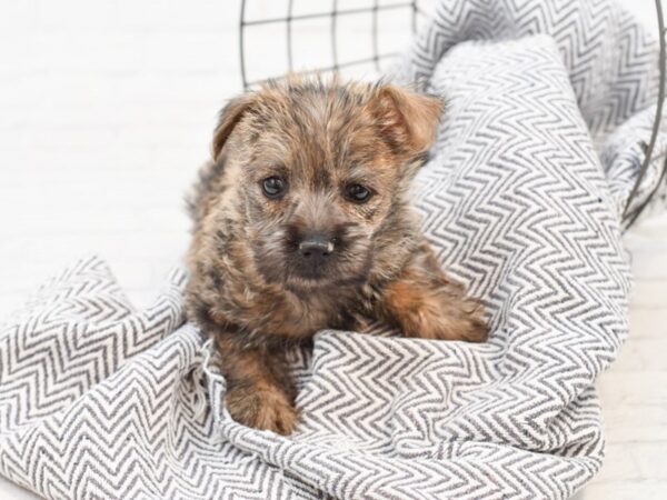 Cairn Terrier DOG Male Wheaten 35080 Petland Novi, Michigan