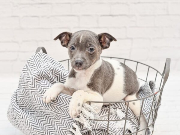 Jack Russell Terrier-DOG-Male-Blue / White-35081-Petland Novi, Michigan