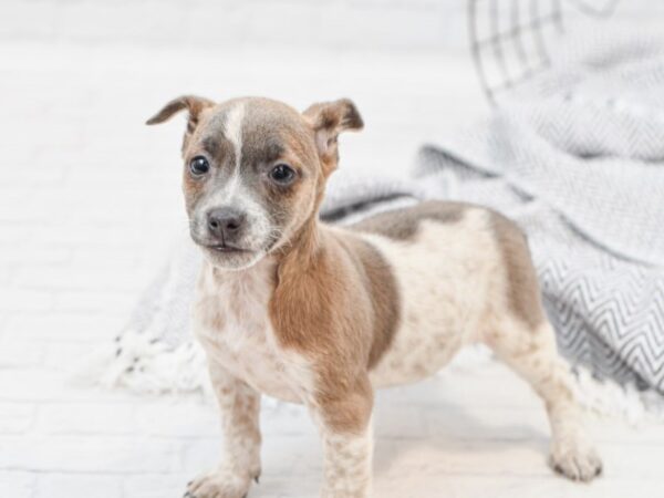 Jack Russell Terrier-DOG-Female-Brown / White-35082-Petland Novi, Michigan