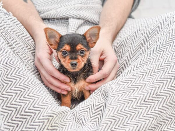 Chorkie DOG Male Black / Tan 35083 Petland Novi, Michigan