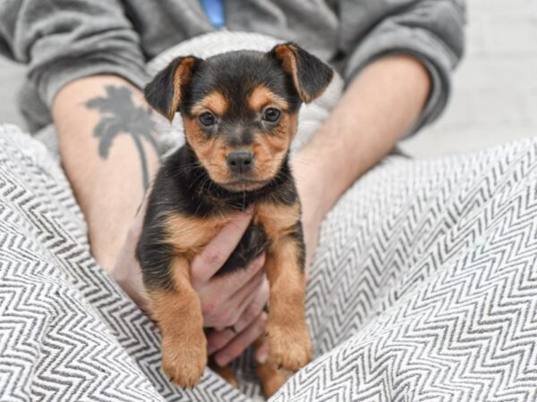 Chorkie DOG Male Black / Tan 35084 Petland Novi, Michigan