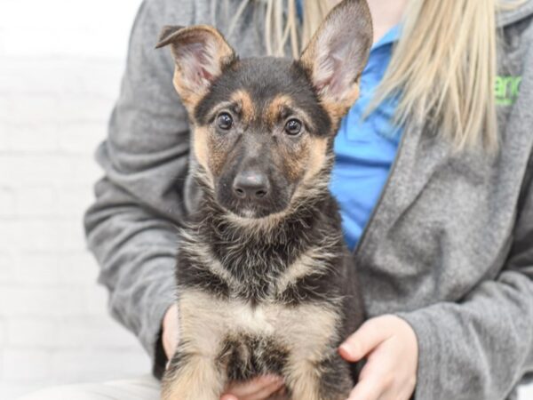 German Shepherd DOG Female Black & Rust 35085 Petland Novi, Michigan