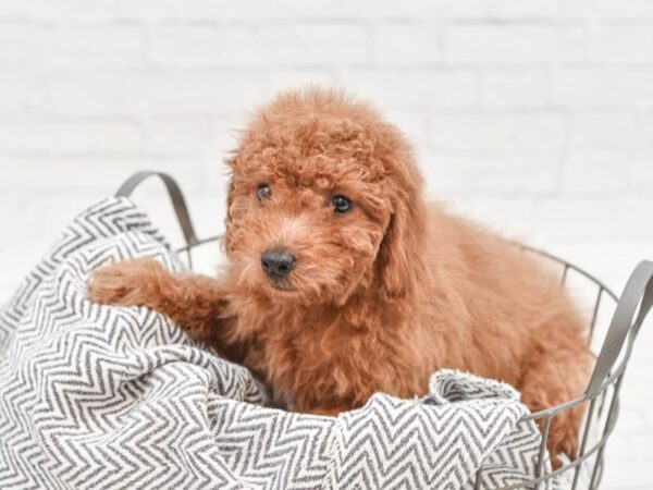 F2 MINI GOLDENDOODLE DOG Female Red 35086 Petland Novi, Michigan