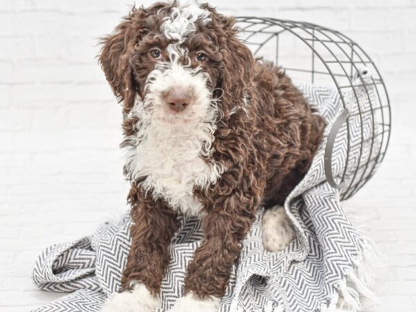 F2 St AussieDoodle-DOG-Female-Chocolate & White-35087-Petland Novi, Michigan