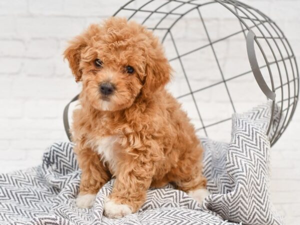 Bichonpoo-DOG-Female-RED-35088-Petland Novi, Michigan