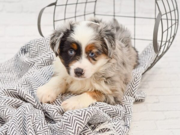 Mini Aussie DOG Male BLUE MERLE 35089 Petland Novi, Michigan