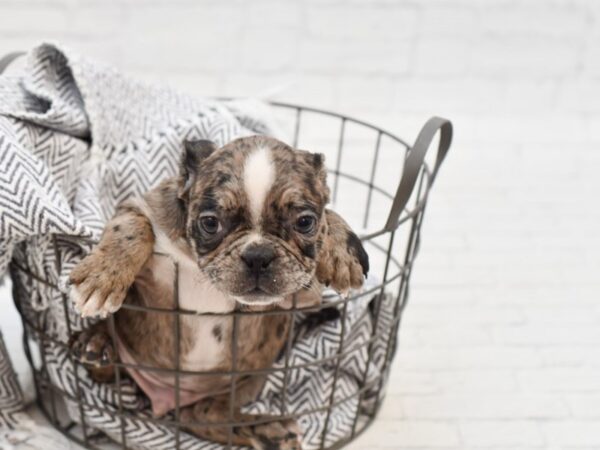 Frenchton DOG Male Blk Merle 35091 Petland Novi, Michigan