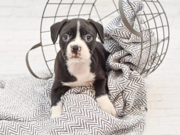 Boston Terrier-DOG-Male-BLK WH-35092-Petland Novi, Michigan