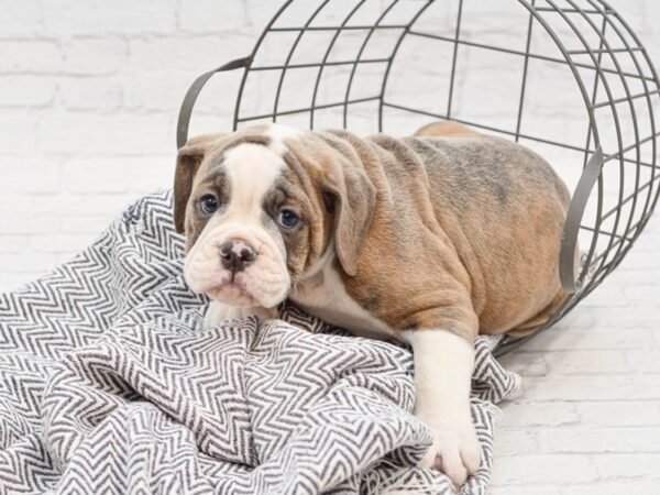 Old English Bulldog DOG Male BLUE MERLE 35093 Petland Novi, Michigan