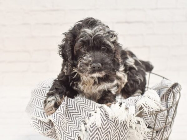 Cockapoo DOG Male BLUE MERLE 35094 Petland Novi, Michigan