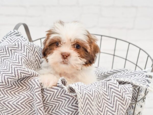 Shih Tzu-DOG-Male-CHOC WH-35095-Petland Novi, Michigan