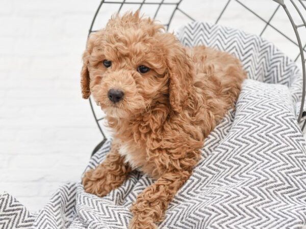 F2 MINI GOLDENDOODLE DOG Male Red & White 35096 Petland Novi, Michigan