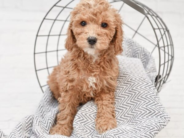 F2 MINI GOLDENDOODLE DOG Female Red & White 35097 Petland Novi, Michigan