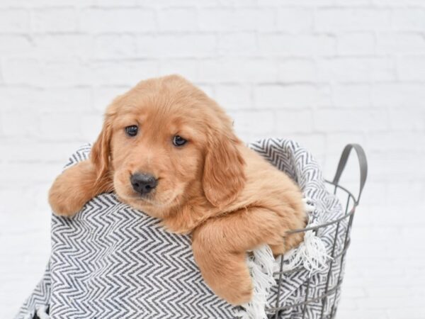 Golden Retriever-DOG-Male-Golden-35098-Petland Novi, Michigan