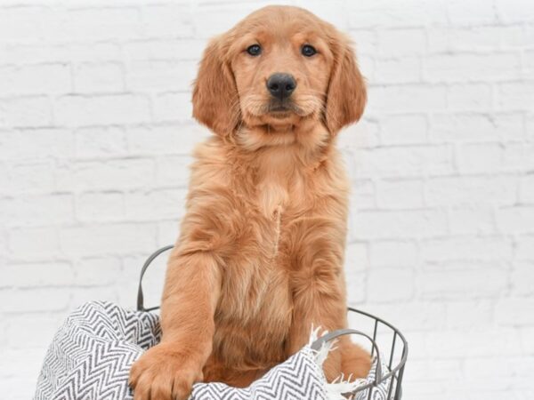 Golden Retriever-DOG-Female-Golden-35099-Petland Novi, Michigan