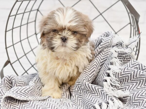 Shih Tzu-DOG-Female-Blue & White-35100-Petland Novi, Michigan