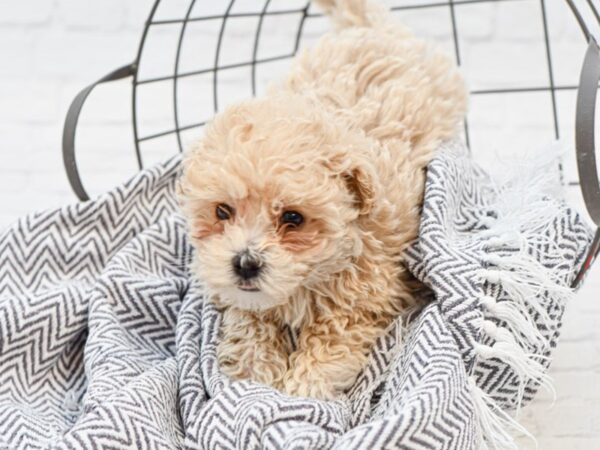 Bichonpoo DOG Female Cream 35101 Petland Novi, Michigan