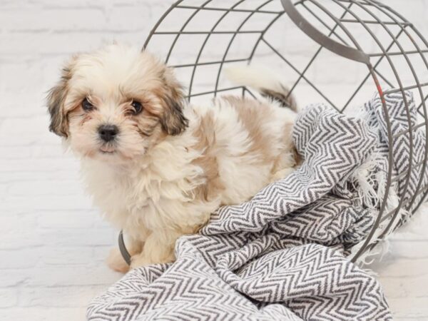 Teddy Bear-DOG-Male-BRN WH-35103-Petland Novi, Michigan