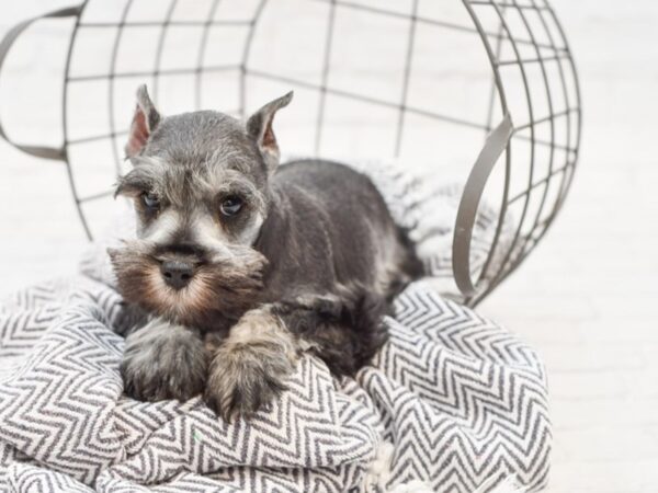 Miniature Schnauzer DOG Male SALT PEPPER 35107 Petland Novi, Michigan