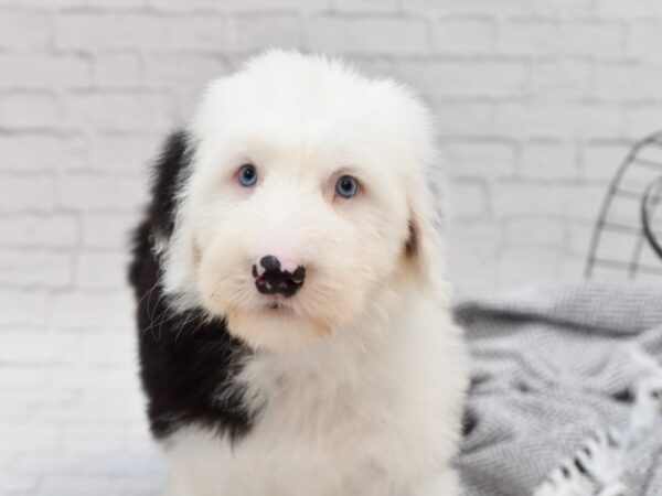 Old English Sheepdog DOG Male Black & White 35117 Petland Novi, Michigan