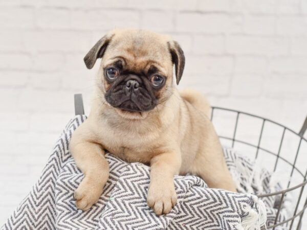 Pug-DOG-Female-FAWN-35104-Petland Novi, Michigan