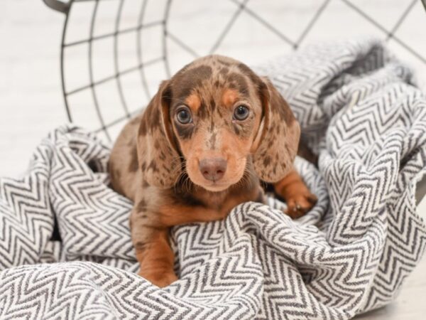 Dachshund-DOG-Male-CHOC dapple-35106-Petland Novi, Michigan