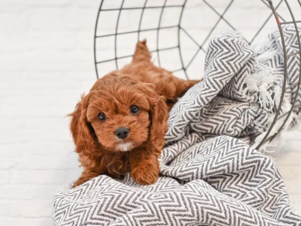 Cavapoo-DOG-Male-RED-35109-Petland Novi, Michigan