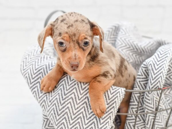 Chiweenie-DOG-Female-choc merle-35110-Petland Novi, Michigan