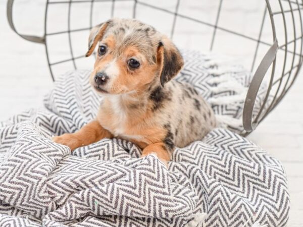 Chiweenie DOG Female BLUE MERLE 35111 Petland Novi, Michigan