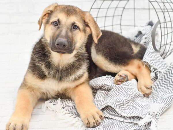 German Shepherd DOG Male Black & Tan 35113 Petland Novi, Michigan