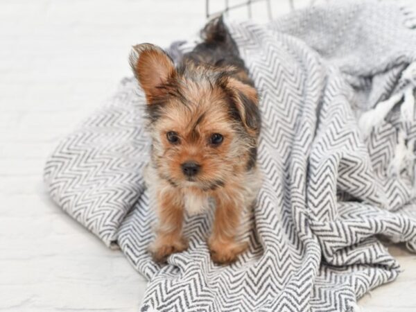 Chorkie DOG Female Brown 35114 Petland Novi, Michigan