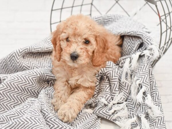 F1 B Mini Goldendoodle DOG Female Light Golden 35115 Petland Novi, Michigan