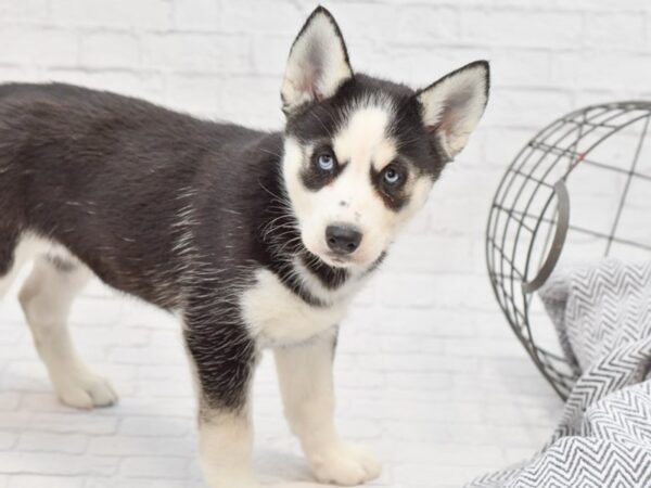 Siberian Husky DOG Female Black & White 35116 Petland Novi, Michigan