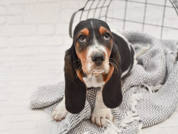 Basset Hound-DOG-Female-Tri-35118-Petland Novi, Michigan