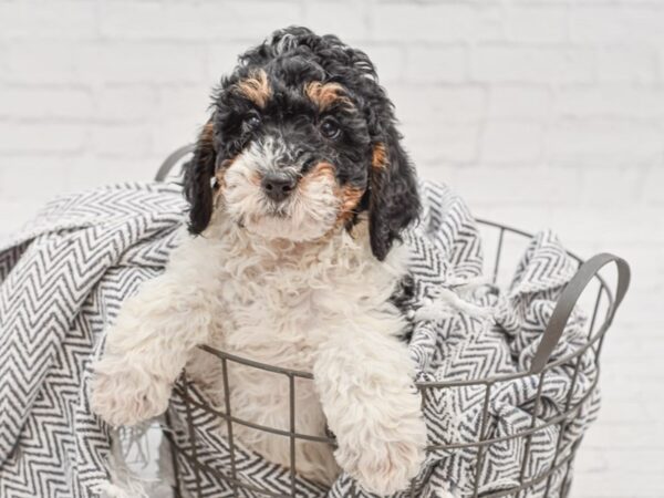 Mini Bernadoodle-DOG-Male-Tri-35119-Petland Novi, Michigan