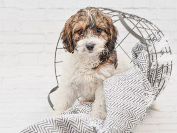 Mini Bernadoodle-DOG-Female-Tri-35120-Petland Novi, Michigan