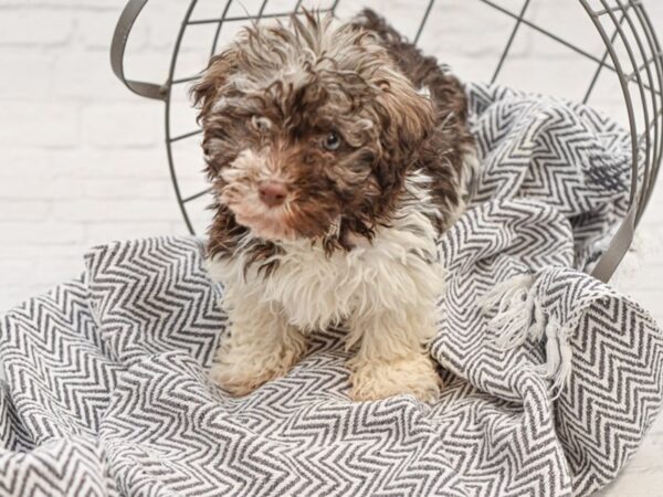 Havanese DOG Male Chocolate & White 35121 Petland Novi, Michigan